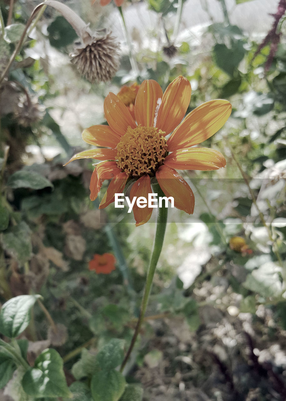 CLOSE-UP OF FLOWER BLOOMING IN PARK