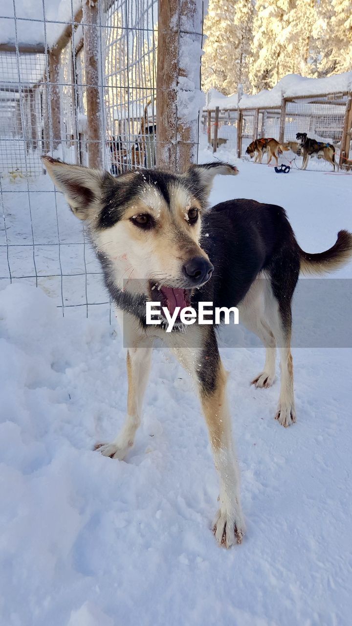 CLOSE-UP OF DOG STANDING DURING WINTER