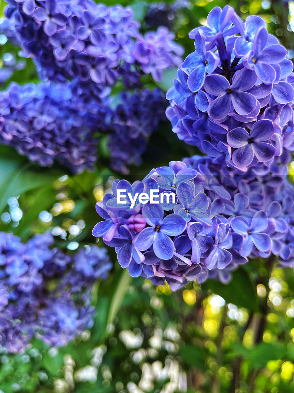 plant, flower, flowering plant, purple, beauty in nature, freshness, growth, fragility, close-up, nature, lilac, petal, inflorescence, flower head, no people, hydrangea, blue, day, springtime, focus on foreground, plant part, outdoors, leaf, botany, blossom, garden, bunch of flowers