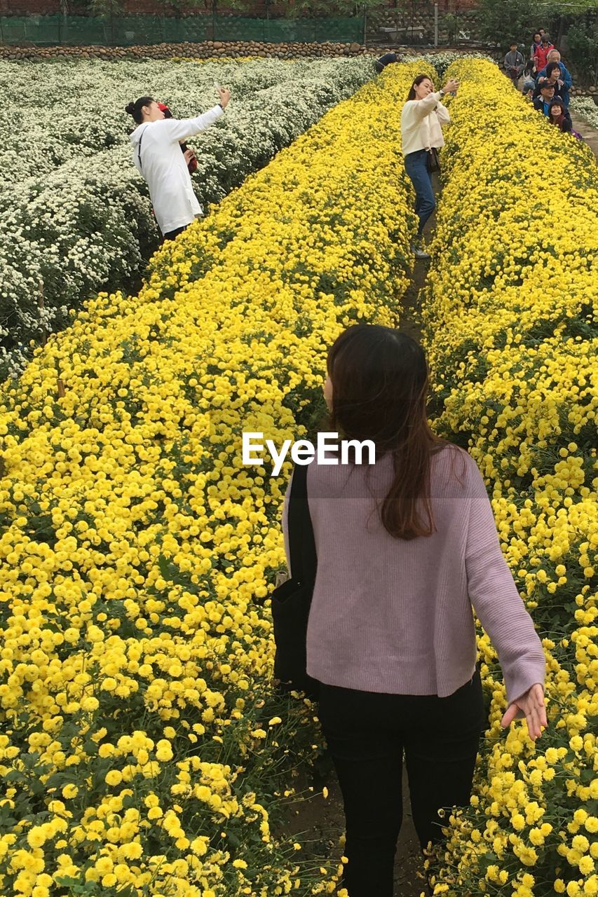 REAR VIEW OF WOMAN STANDING ON SUNFLOWER FIELD