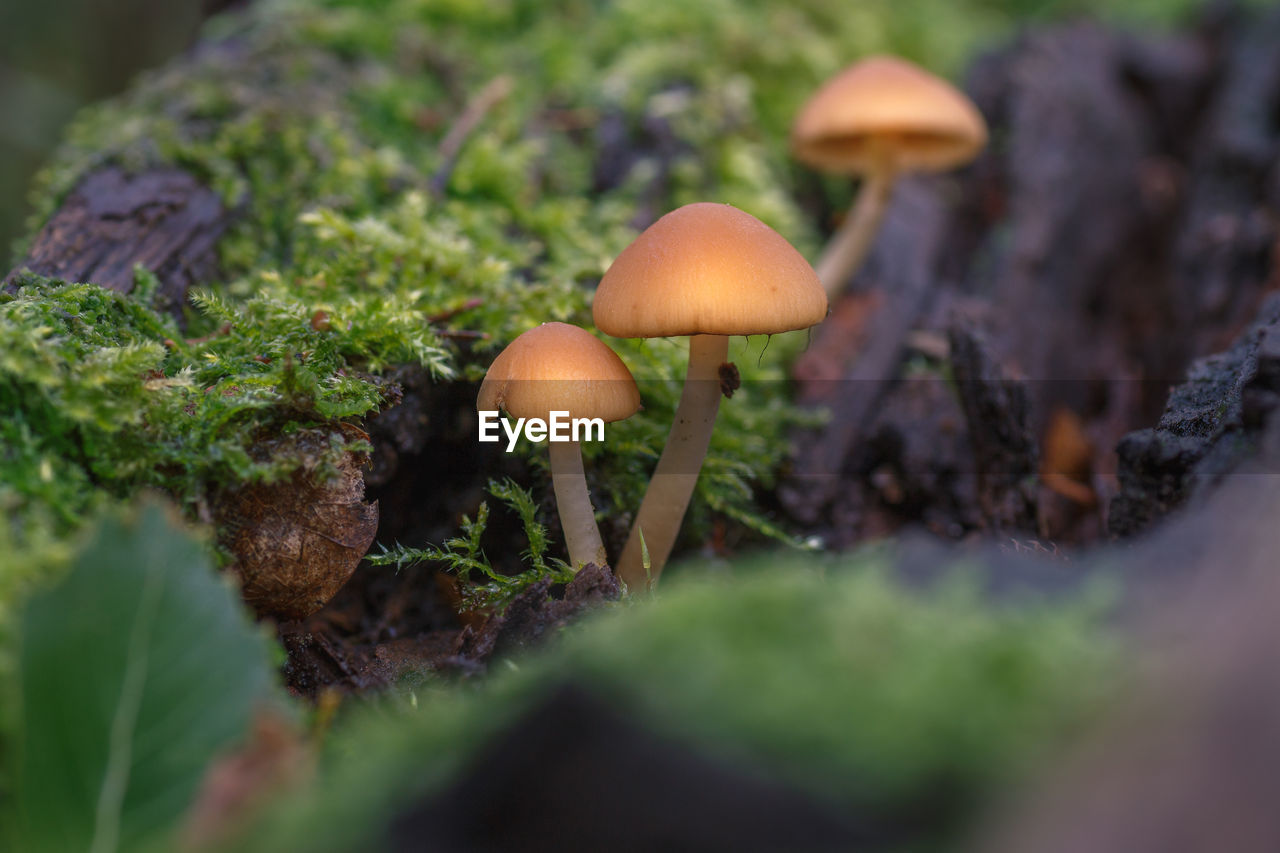 Close-up of mushrooms growing on field