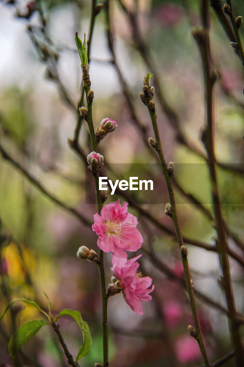 CLOSE-UP OF PINK FLOWER BUDS