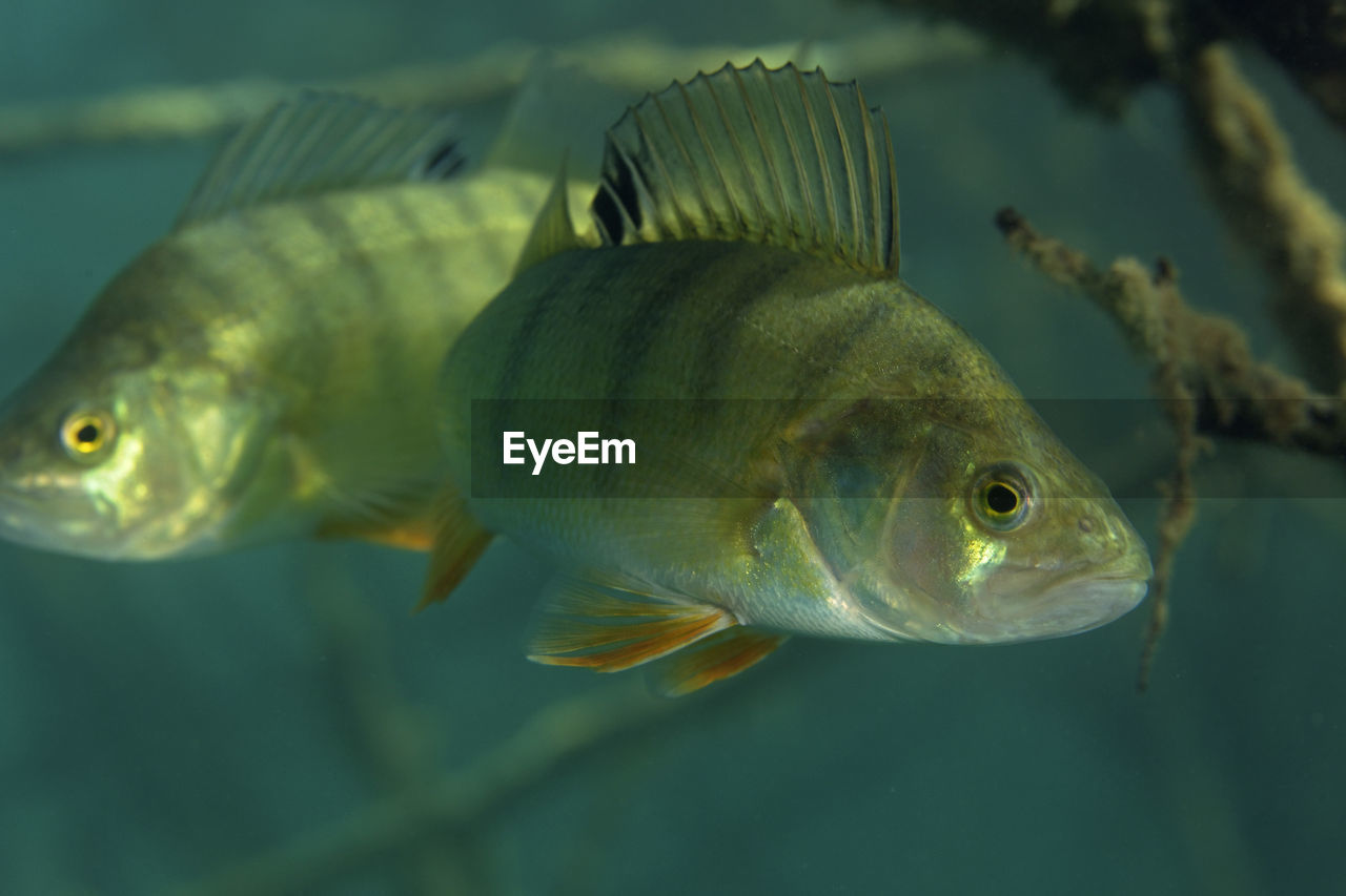 Underwater photo of perca fluviatilis, commonly known as the common perch in soderica lake, croatia