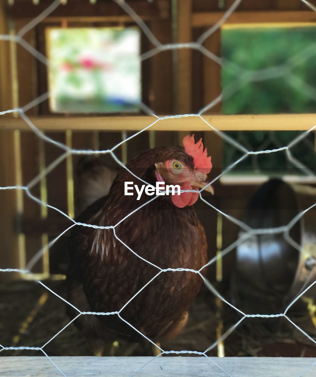 CLOSE-UP OF ROOSTER IN CAGE AT ZOO