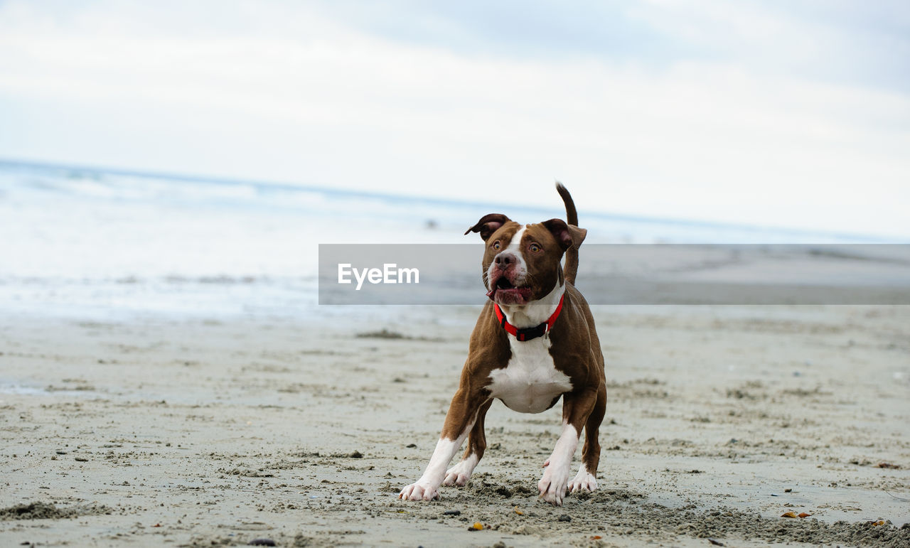 DOG ON BEACH