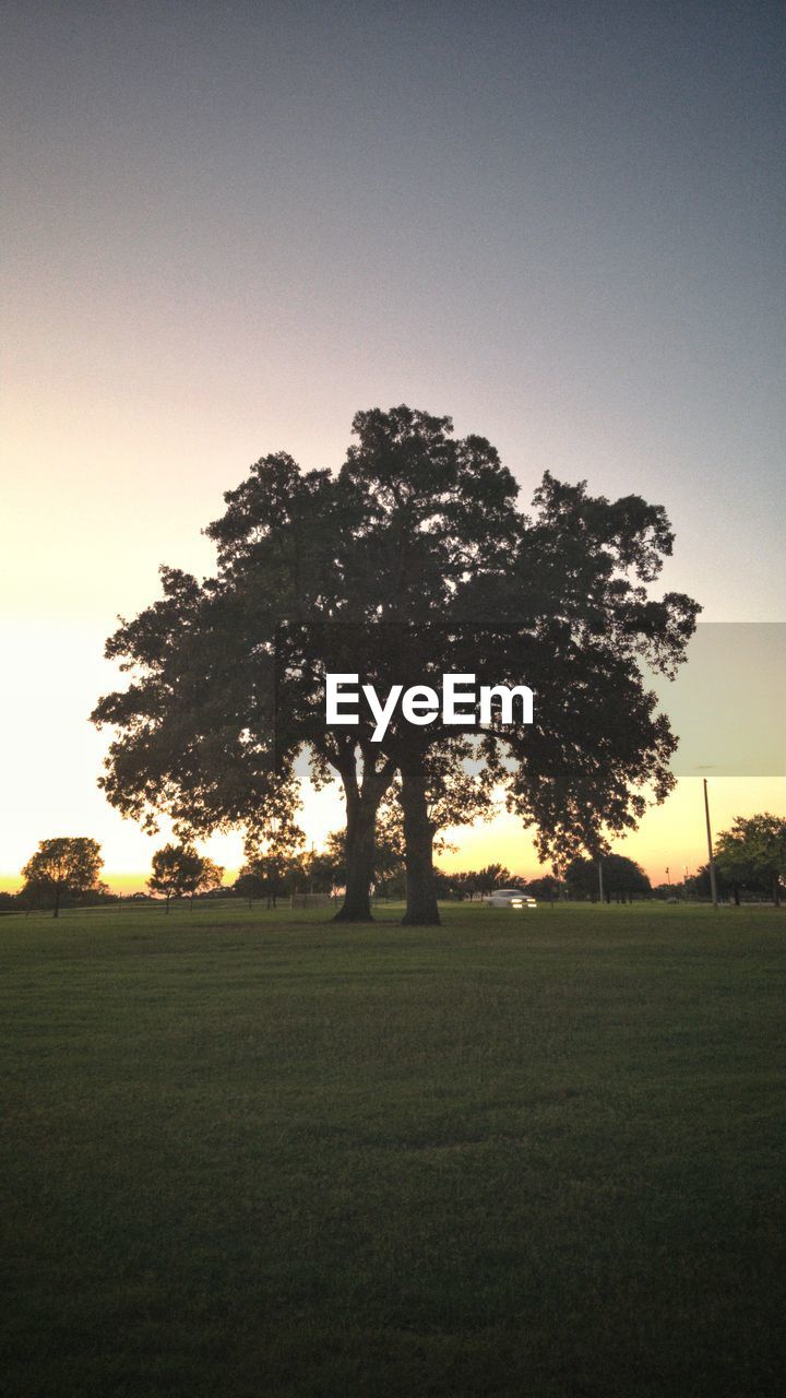 TREES ON FIELD AGAINST CLEAR SKY