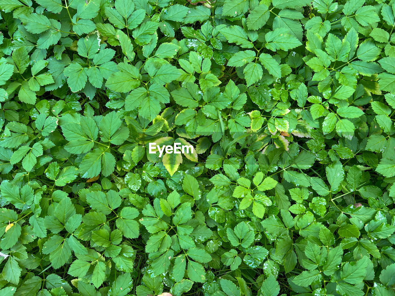 green, leaf, plant part, backgrounds, full frame, plant, nature, growth, beauty in nature, no people, day, high angle view, herb, outdoors, groundcover, clover, flower, tranquility, directly above, freshness, foliage, lush foliage, water, close-up