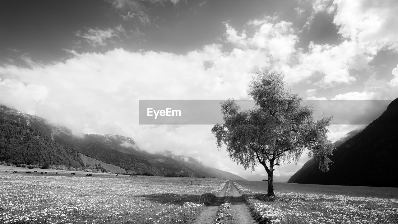 TREE ON FIELD AGAINST SKY