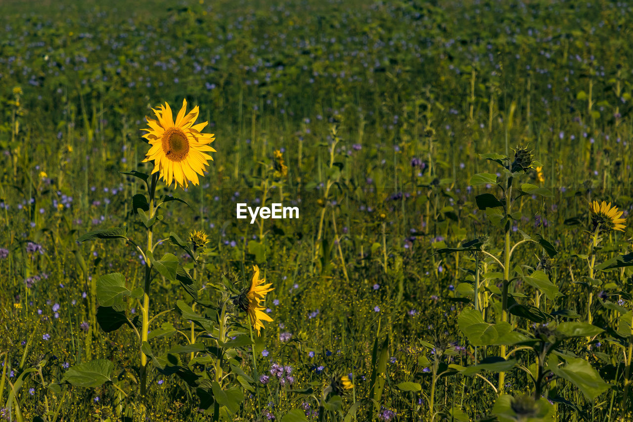 A single sunflower stands out from the other sunflowers and other blossoms in a field