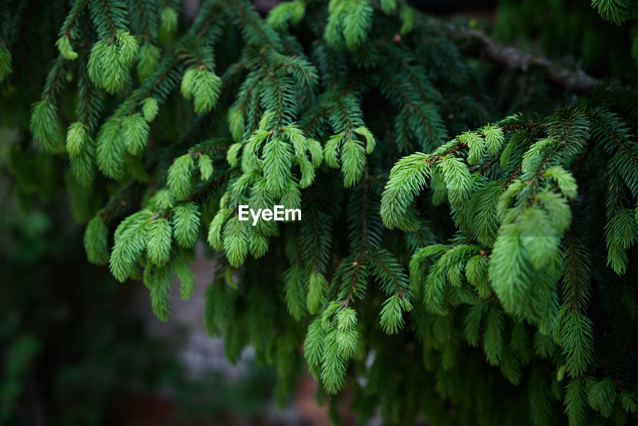 Green spruce branch close up. nature background