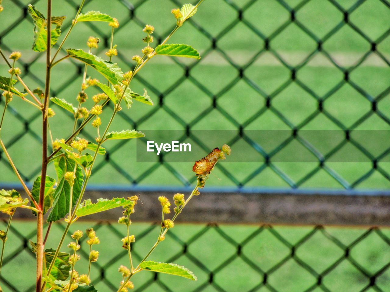 fence, chainlink fence, yellow, green, nature, leaf, no people, plant, animal wildlife, day, focus on foreground, animal themes, animal, security, close-up, one animal, protection, outdoors, wildlife, flower, wire, metal, branch, insect, growth, wire mesh, plant part, beauty in nature