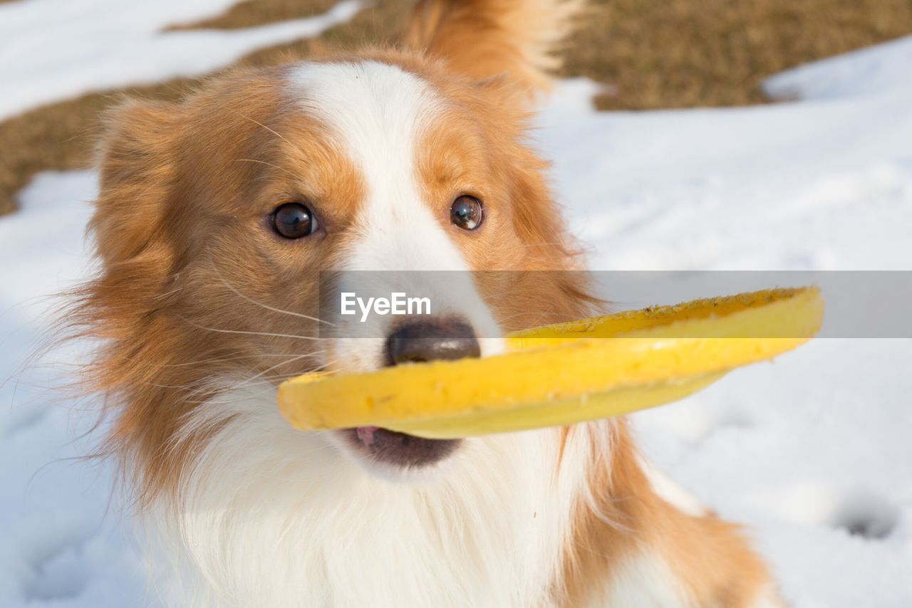 Close-up portrait of dog carrying ringo in mouth