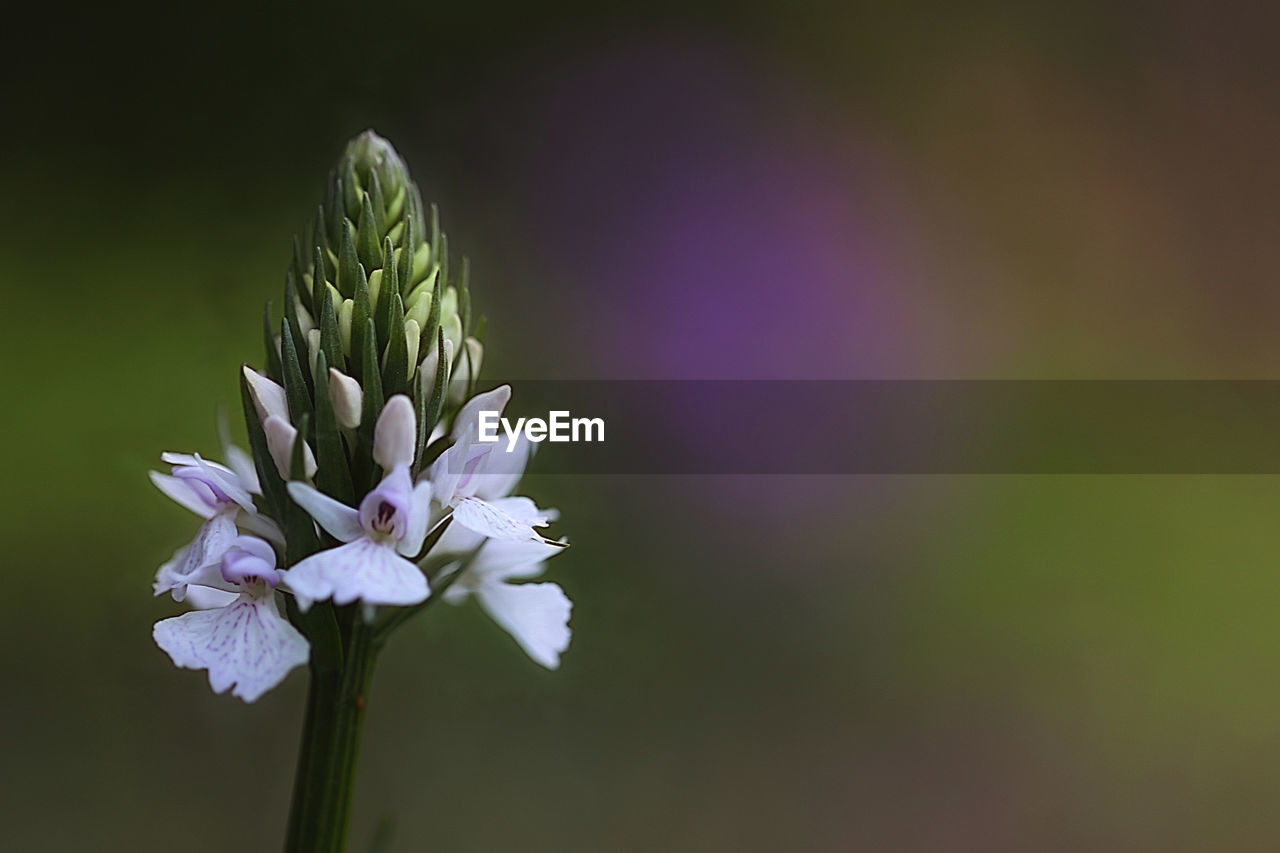 CLOSE-UP OF FLOWERING PLANT