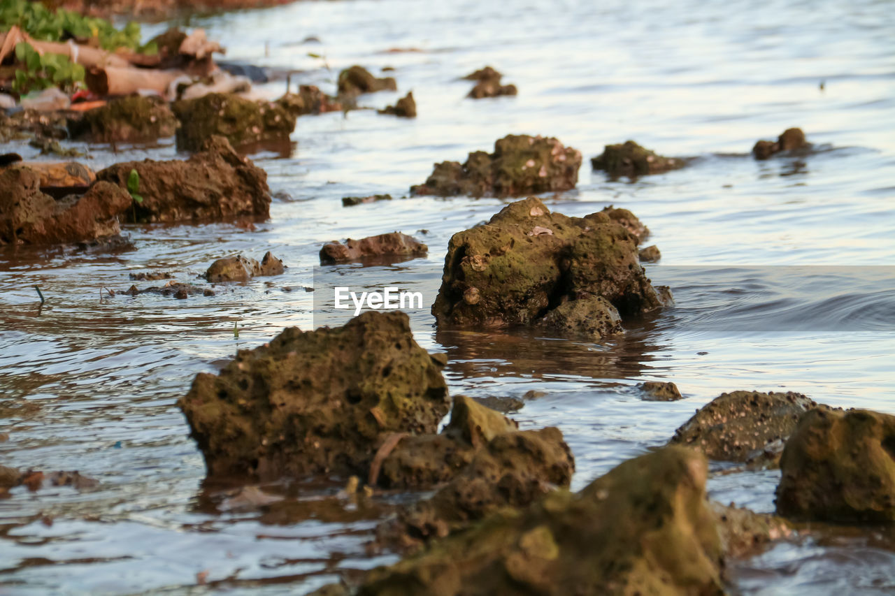 water, rock, shore, nature, coast, sea, no people, wave, land, beach, reflection, animal wildlife, ocean, wildlife, day, tide pool, animal themes, beauty in nature, animal, body of water, outdoors, tranquility, environment, motion
