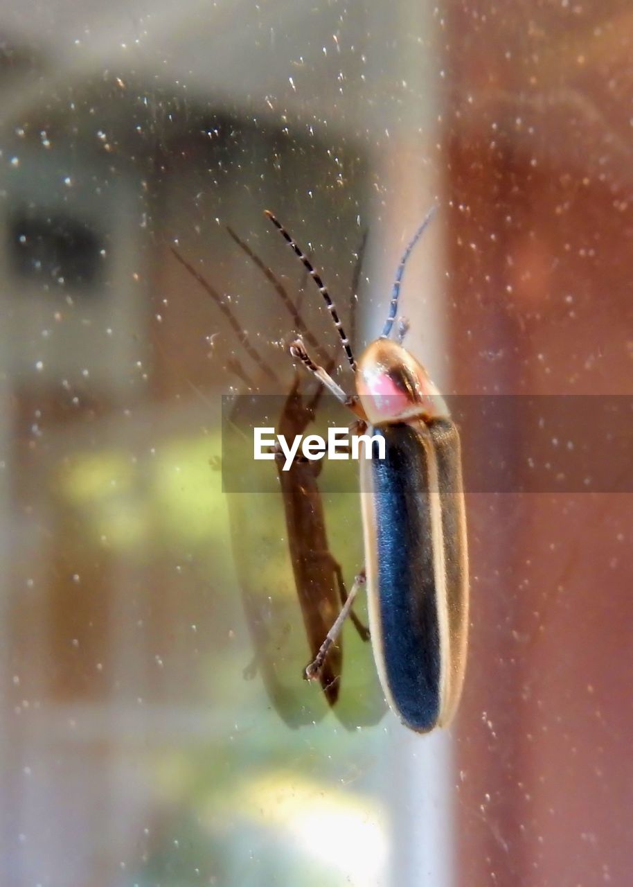 CLOSE-UP OF INSECT ON WATER