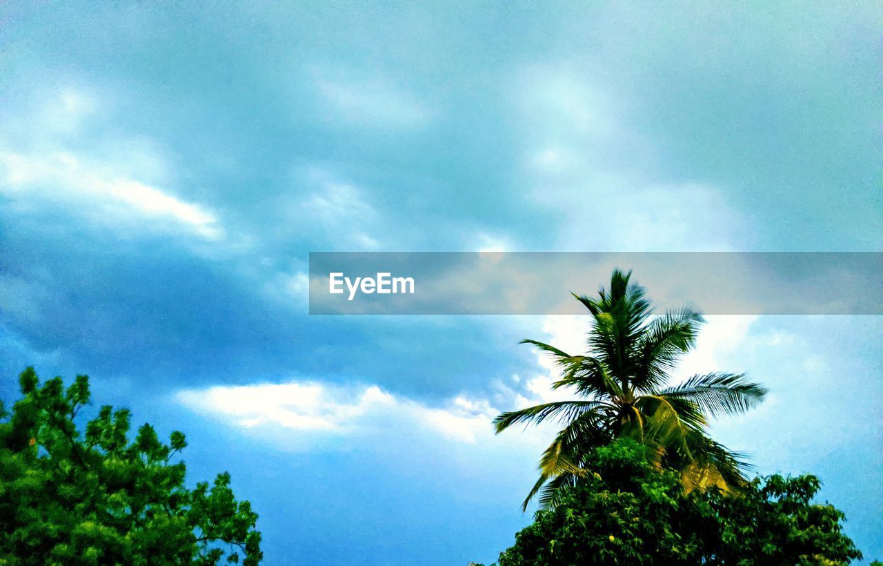 LOW ANGLE VIEW OF COCONUT PALM TREES AGAINST SKY