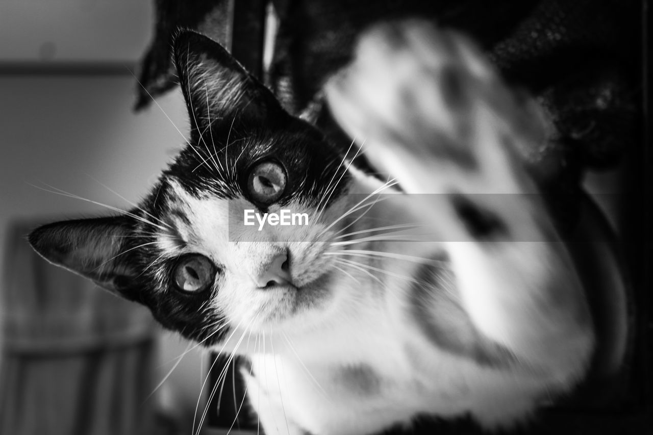 CLOSE-UP OF CAT LOOKING AWAY