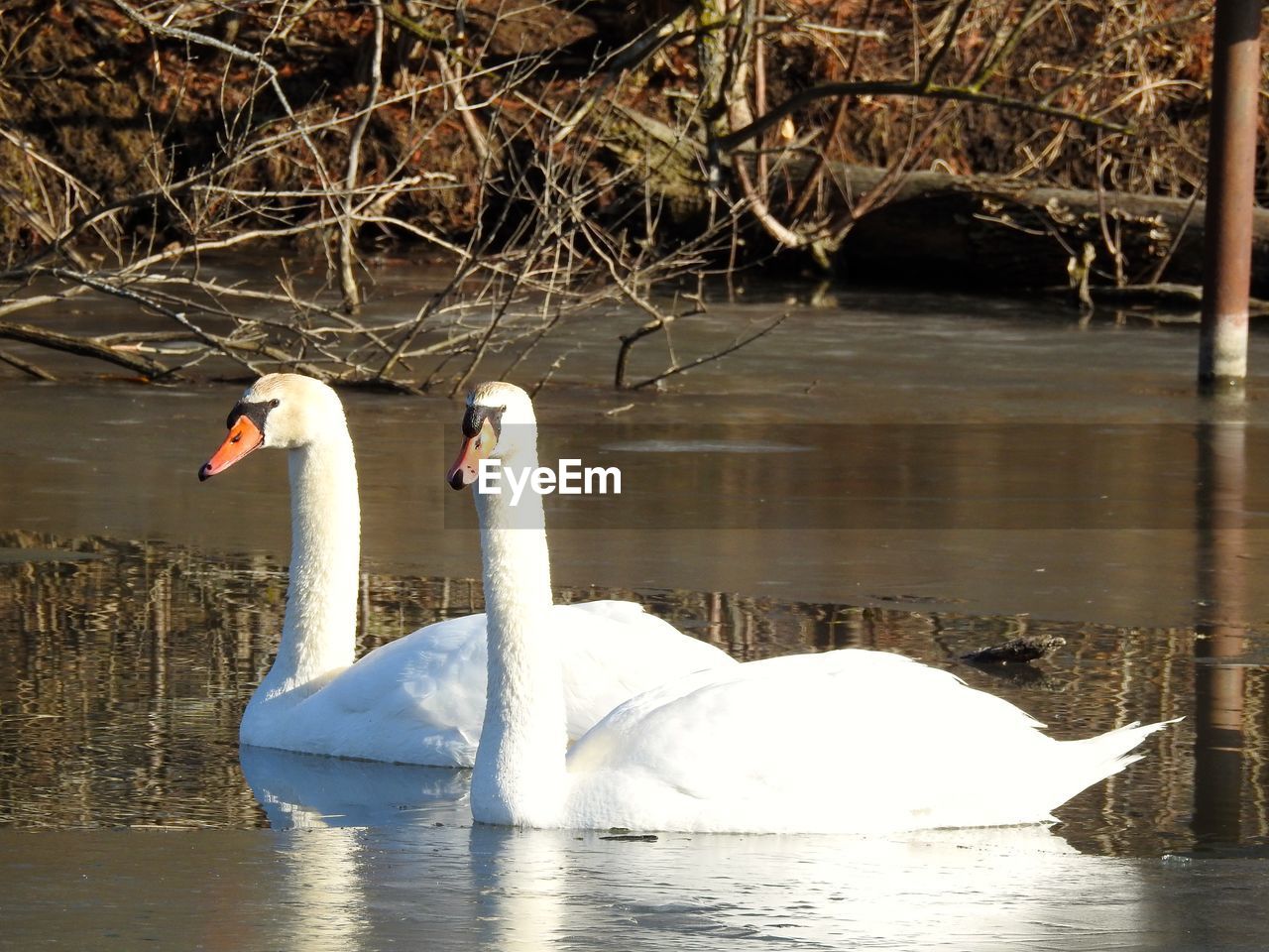 SWAN FLOATING ON WATER