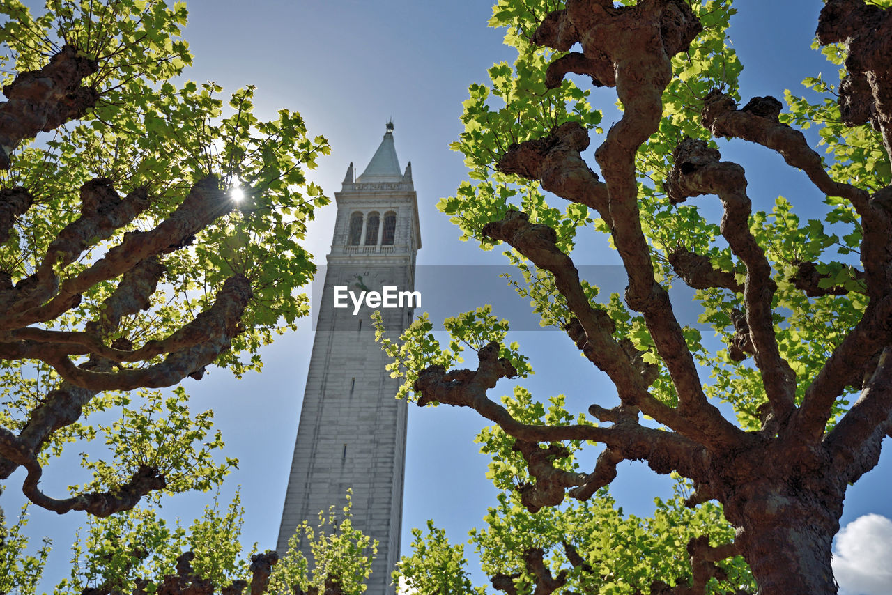 Low angle view of trees and sather tower