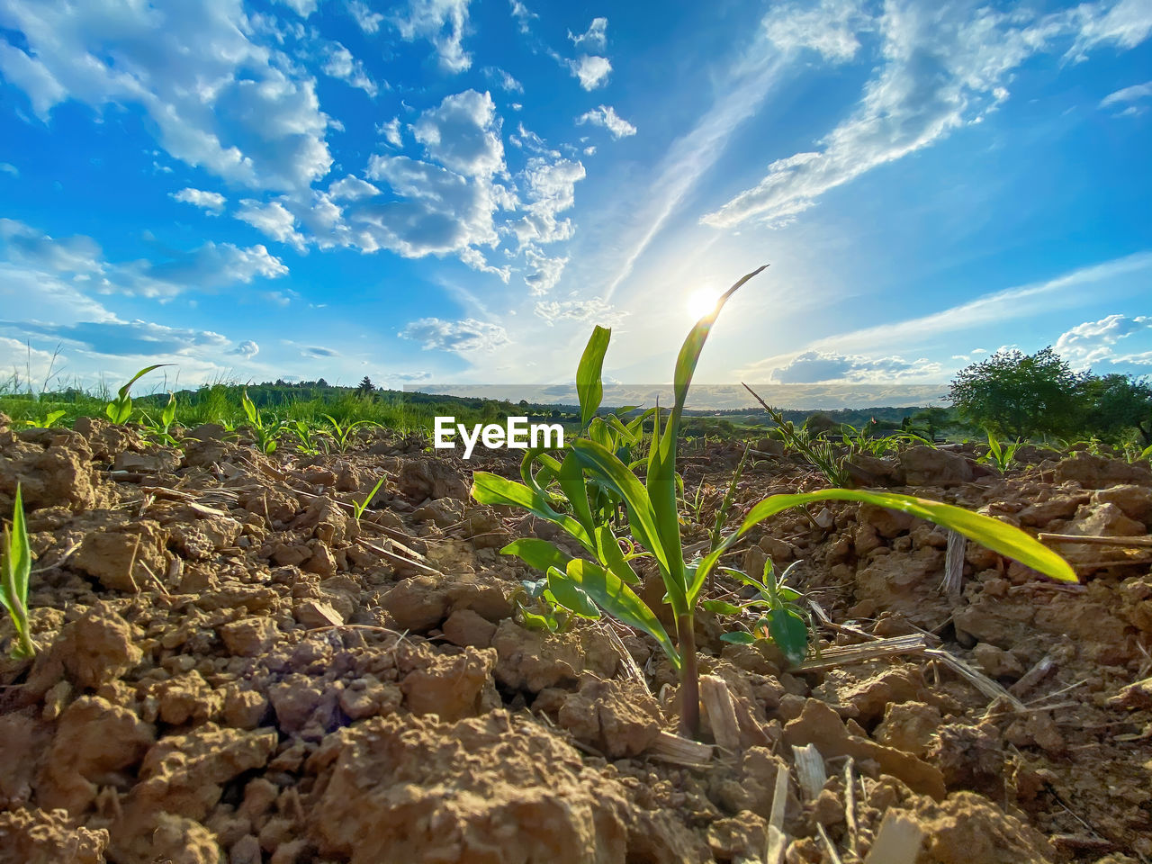 PLANTS GROWING ON LAND