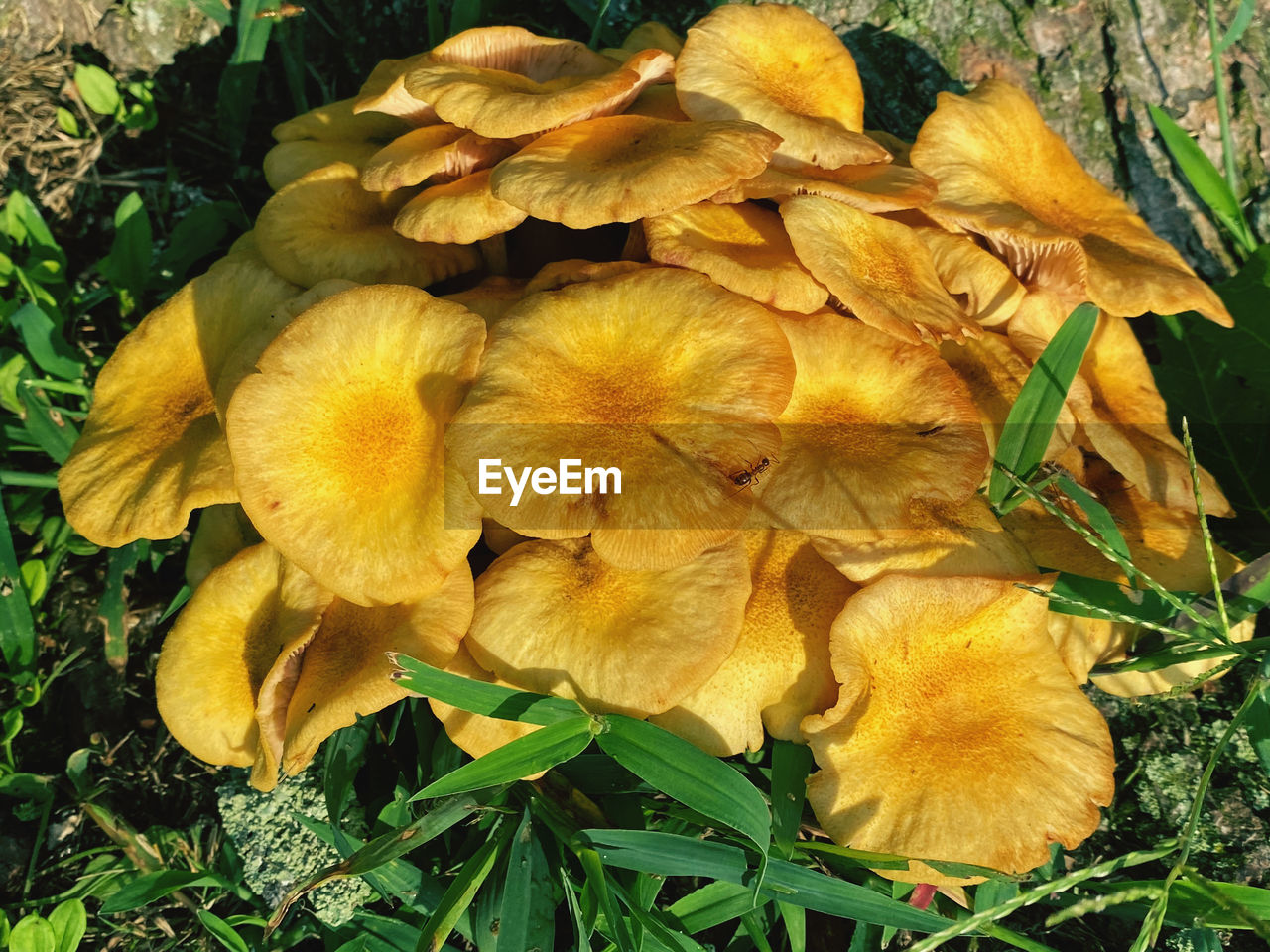 CLOSE-UP OF YELLOW FLOWERING PLANTS