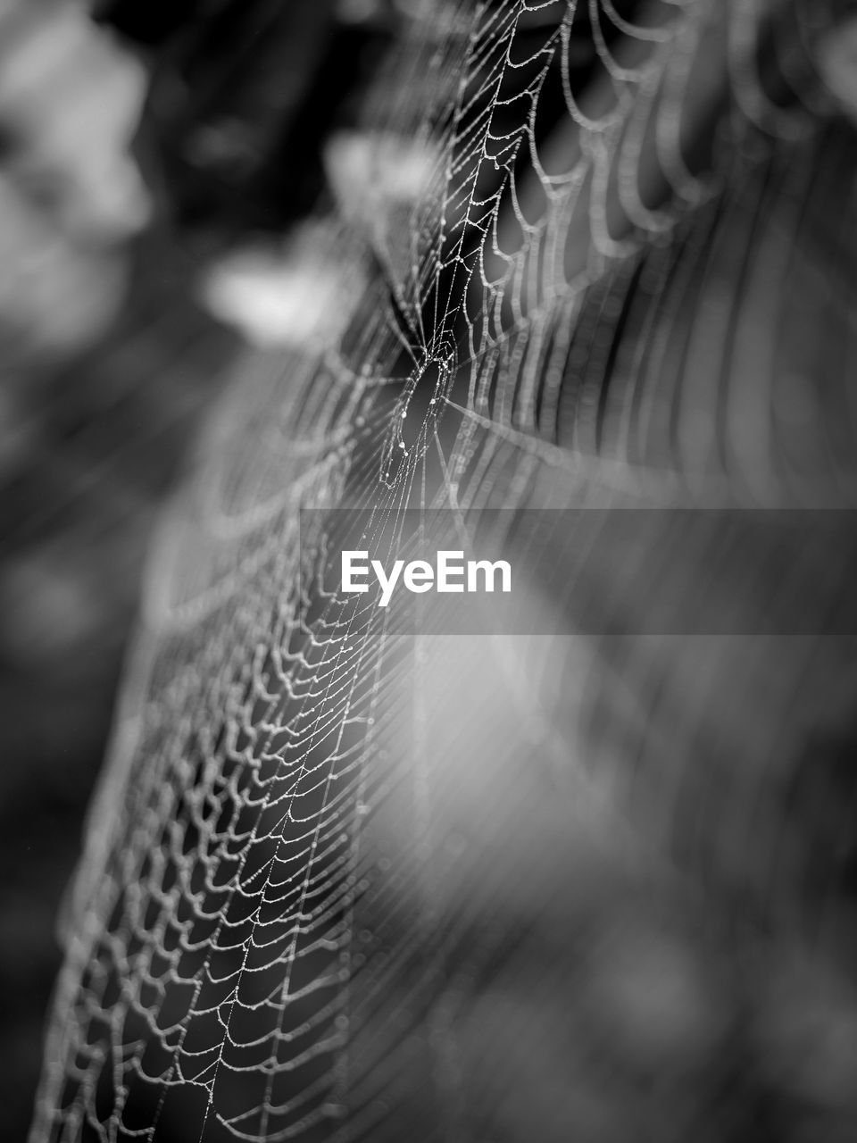 CLOSE-UP OF SPIDER WEB IN THE DARK