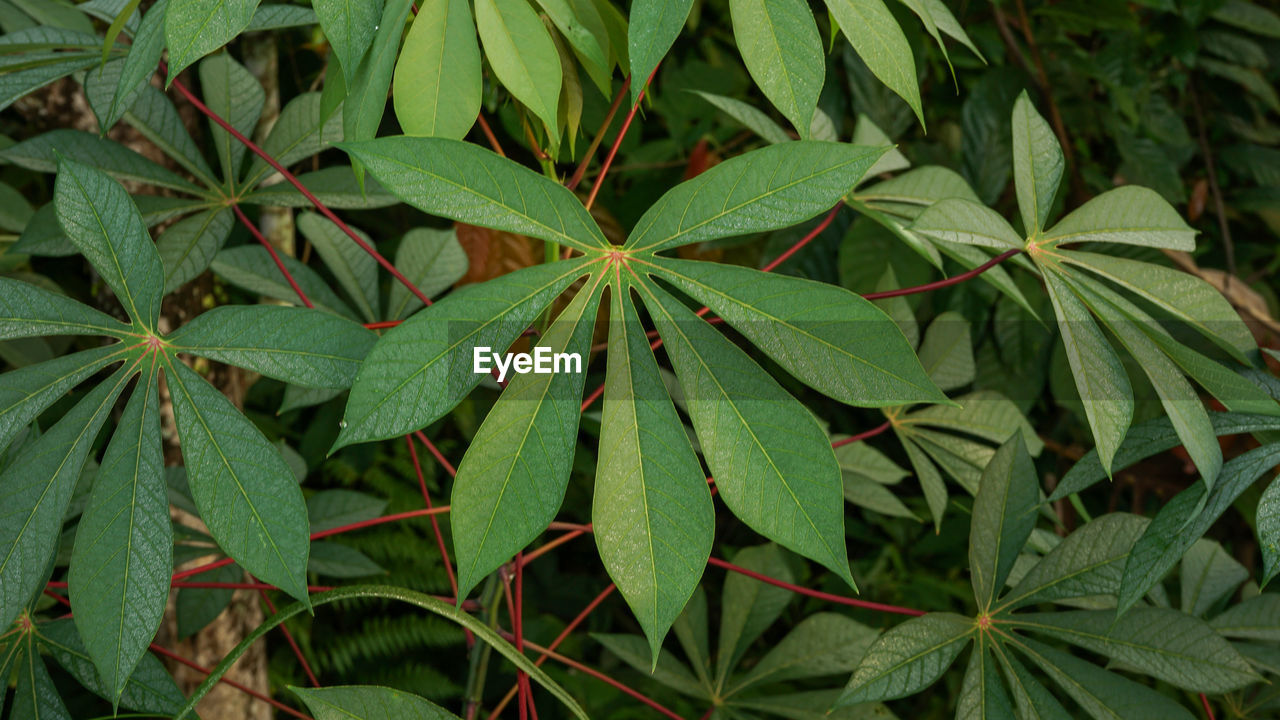 High angle view of leaves growing on plant