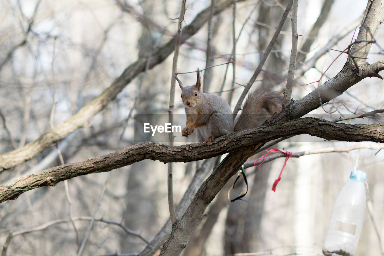 LOW ANGLE VIEW OF SQUIRREL ON TREE AGAINST BARE TREES