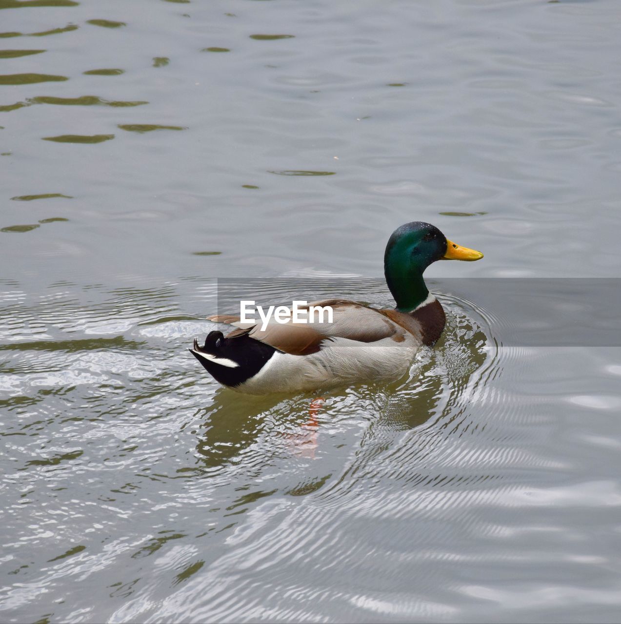 HIGH ANGLE VIEW OF MALLARD DUCK SWIMMING IN LAKE