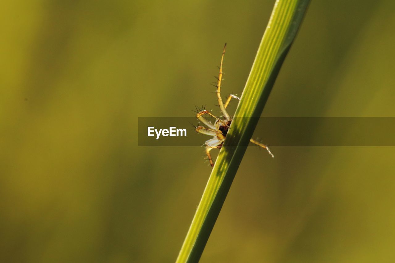 CLOSE-UP OF INSECT ON GREEN GRASS
