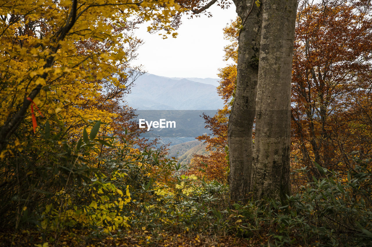 View of autumnal trees in the forest