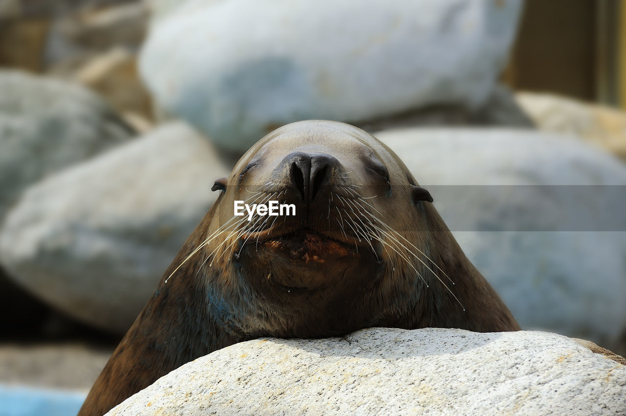 Close-up of sea lion relaxing on rock