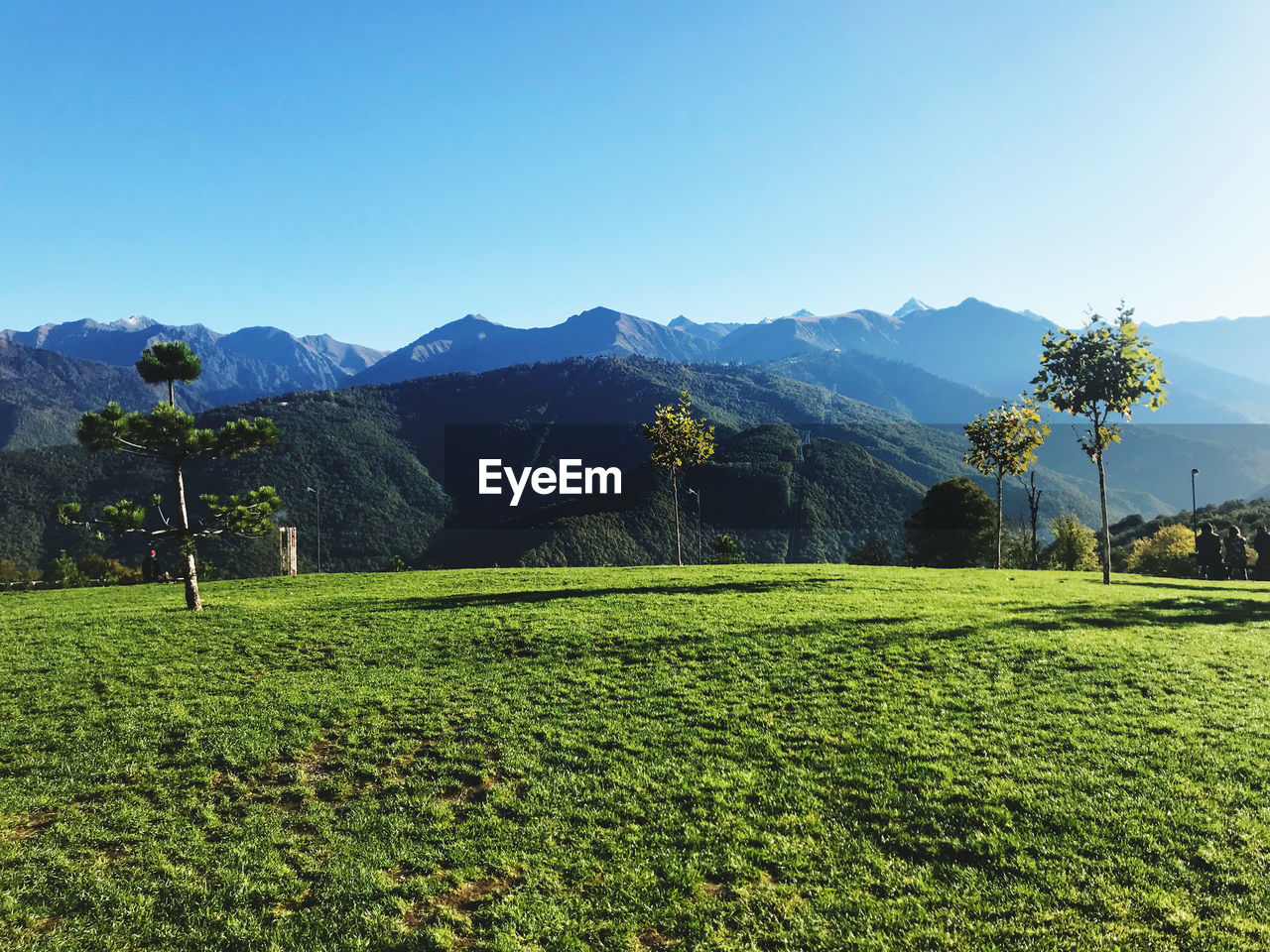 Scenic view of field against clear sky