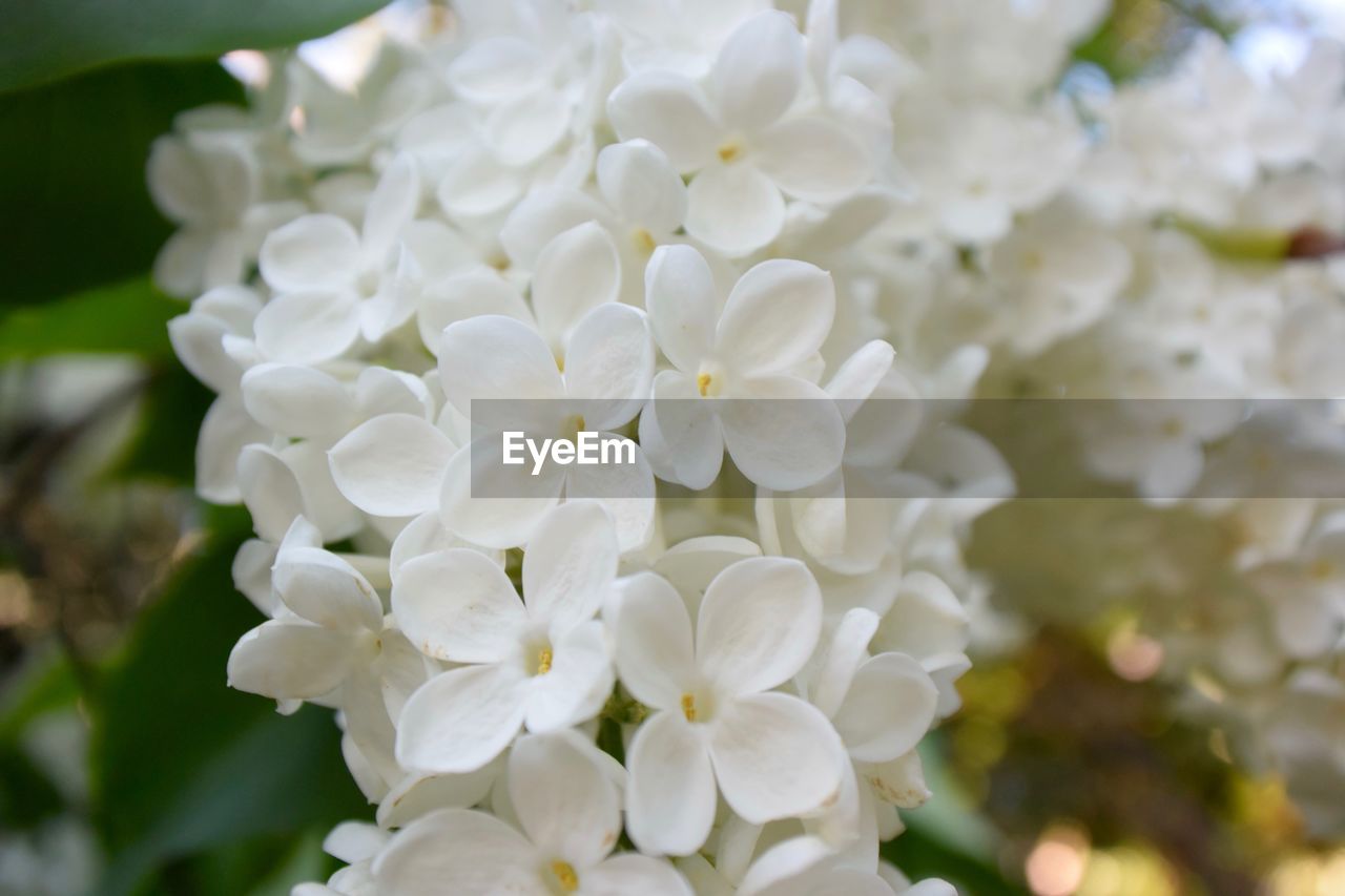 CLOSE-UP OF WHITE FLOWER