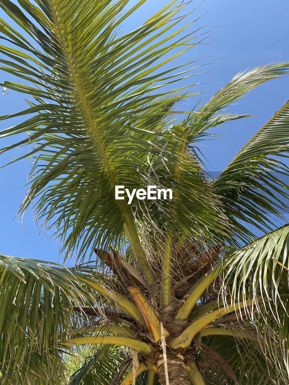 LOW ANGLE VIEW OF COCONUT PALM TREE AGAINST SKY