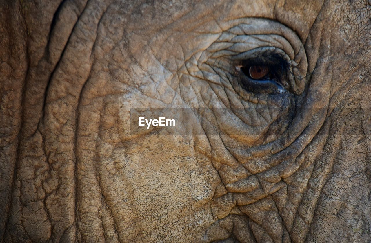 Close-up of elephant eye