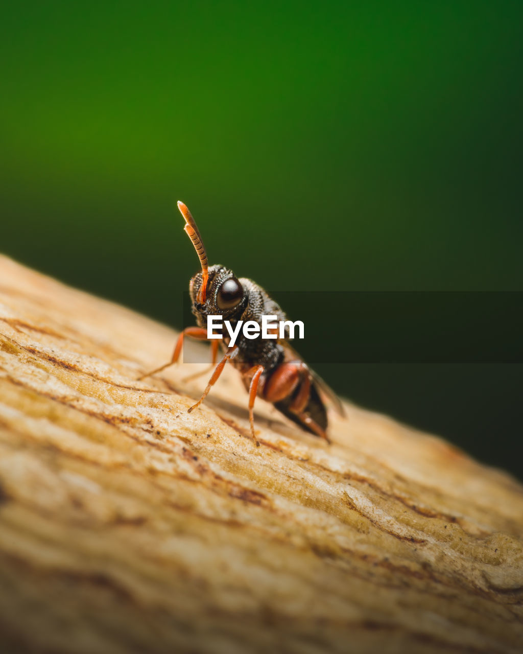 Quite possibly one of the smallest wasps i've ever seen, measuring approx. 5mm long.