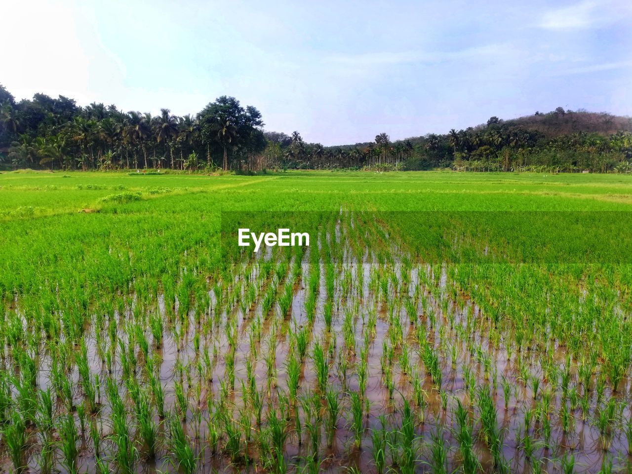 CROPS GROWING ON FIELD AGAINST SKY