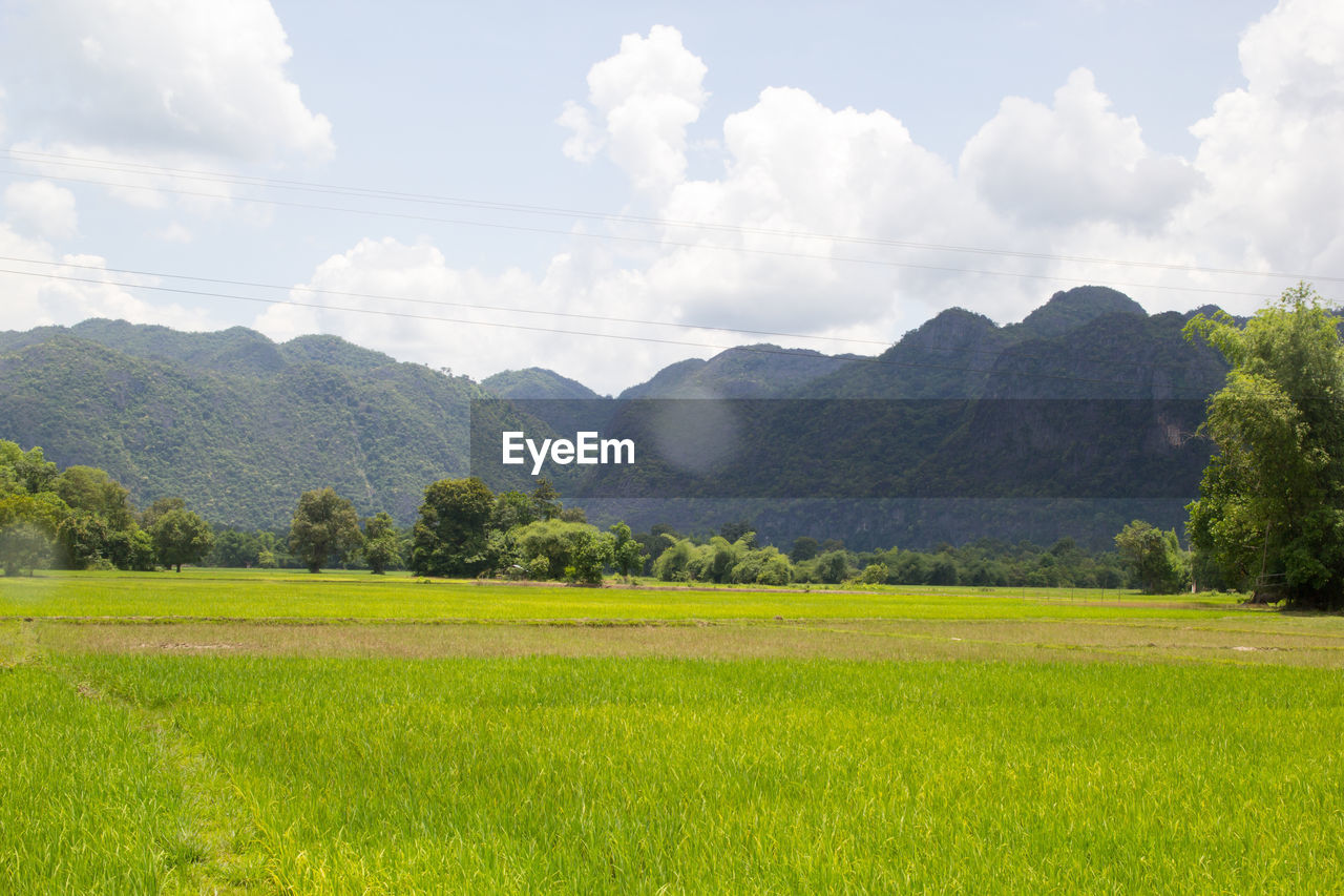 SCENIC VIEW OF GRASSY FIELD AGAINST SKY