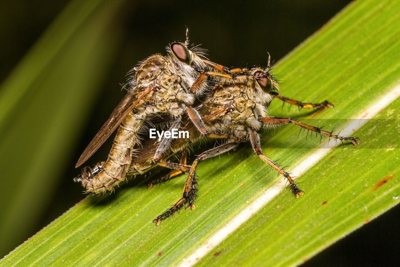 Close-up of insects on leaf