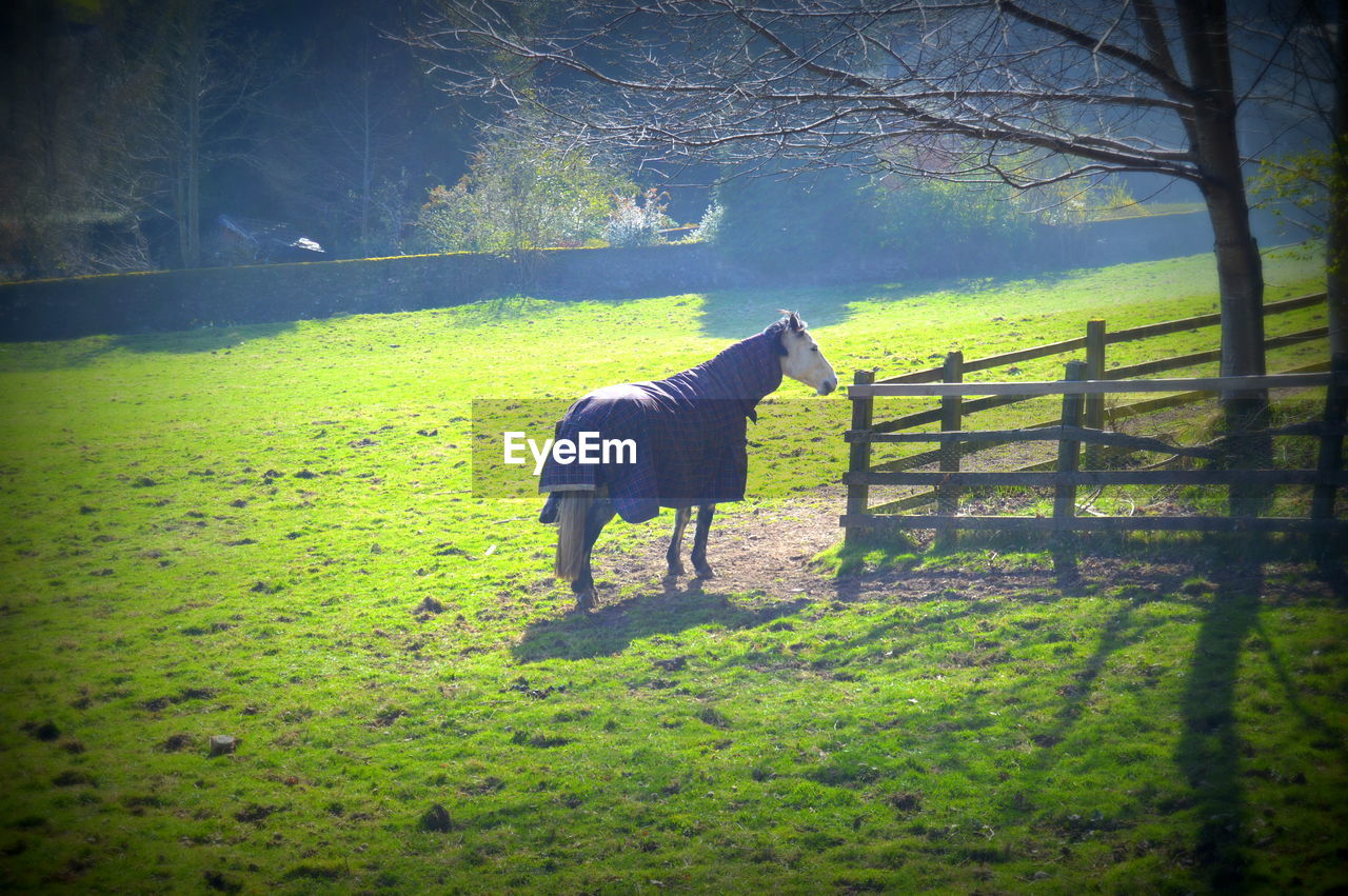 HORSE ON FIELD AGAINST TREE