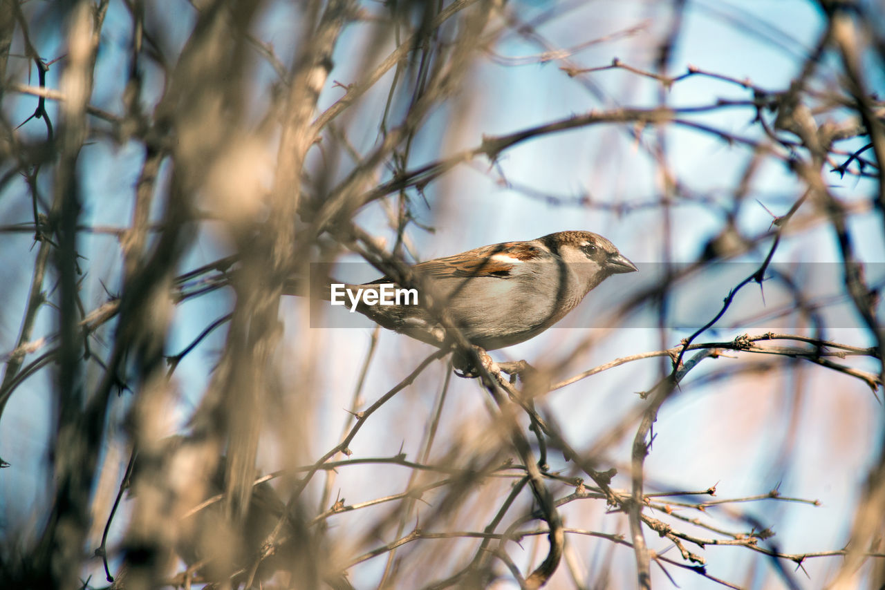 LOW ANGLE VIEW OF BIRD PERCHING ON TREE