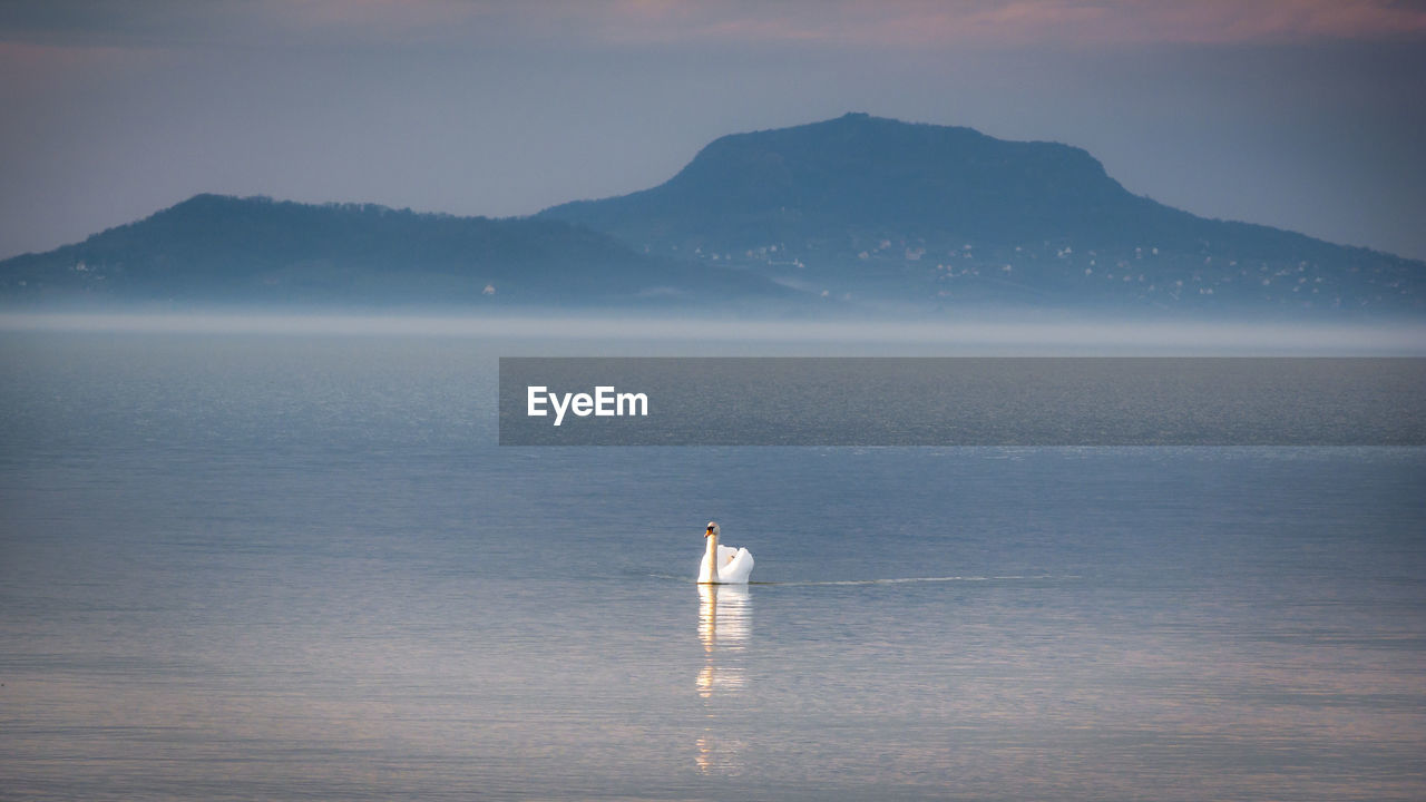 Swan in lake during sunrise