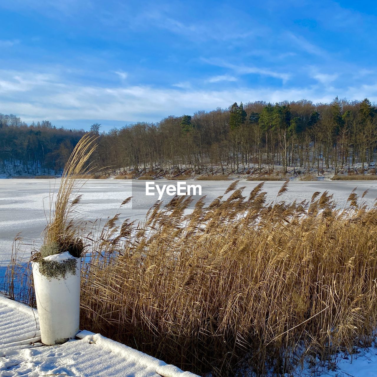 winter, plant, snow, nature, cold temperature, sky, environment, water, tree, no people, landscape, scenics - nature, land, reflection, beauty in nature, shore, day, grass, lake, tranquility, frozen, blue, tranquil scene, outdoors, frost, non-urban scene, cloud, ice, wood