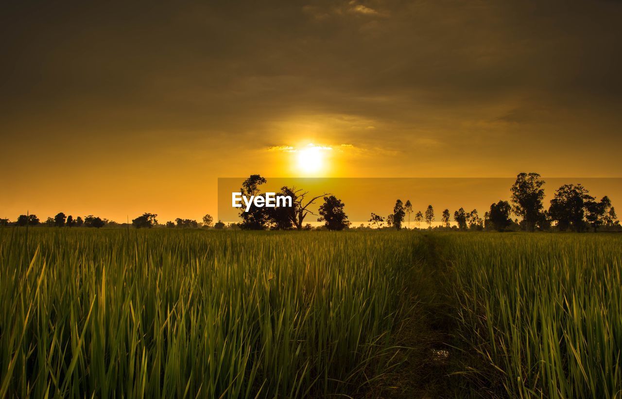 Scenic view of field against sky during sunset