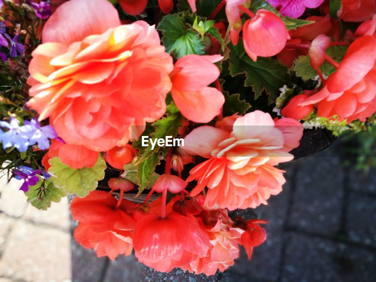 CLOSE-UP OF RED FLOWERING PLANTS