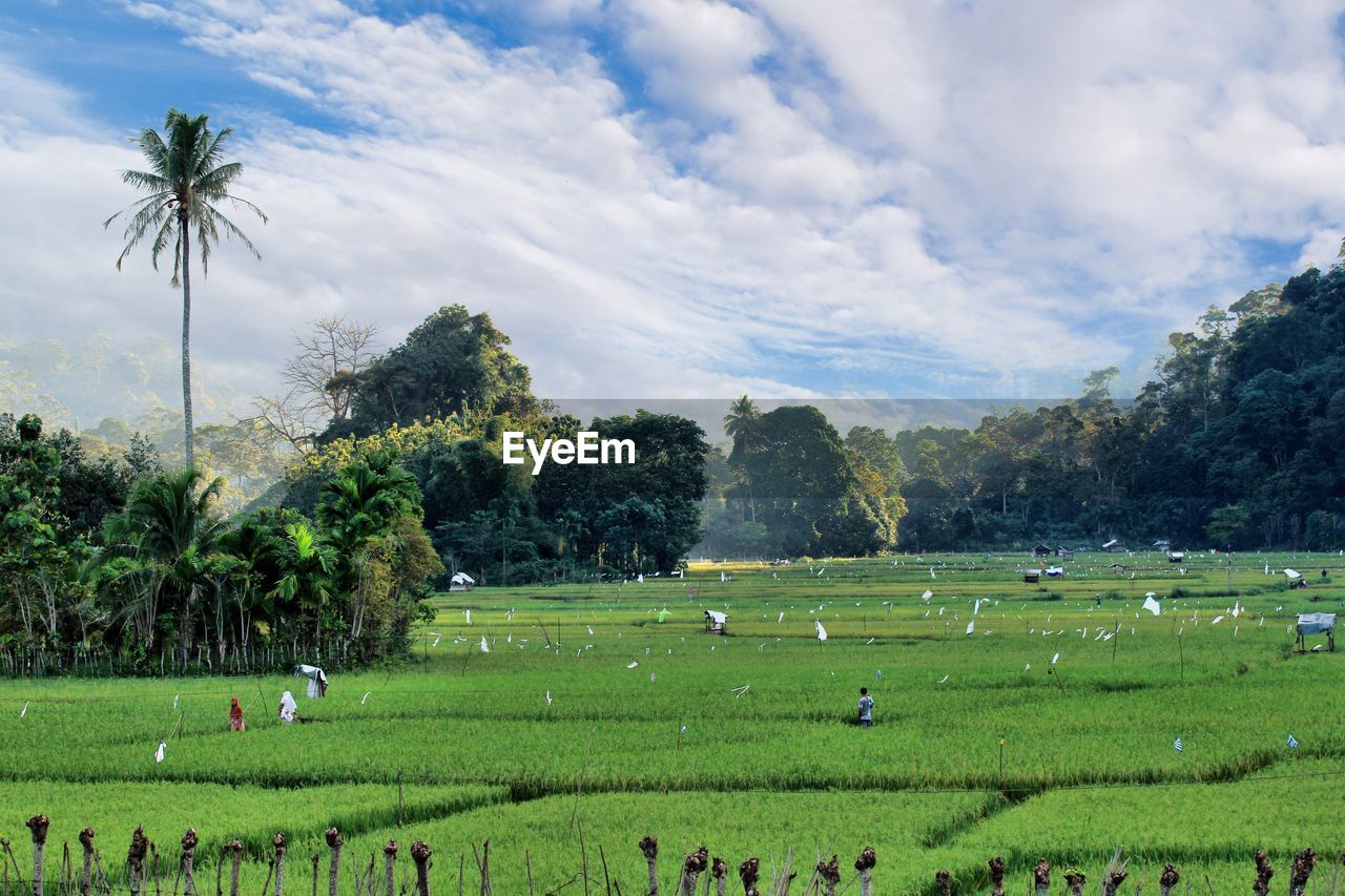 plant, field, landscape, agriculture, tree, environment, land, sky, paddy field, rural area, cloud, nature, grass, scenics - nature, green, beauty in nature, rural scene, tropical climate, meadow, pasture, crop, grassland, hill, plain, flower, growth, farm, outdoors, palm tree, social issues, tranquility, day, animal themes, animal, travel, no people, travel destinations, environmental conservation, tranquil scene, rice paddy, lawn, foliage, lush foliage, mammal, food, livestock, food and drink