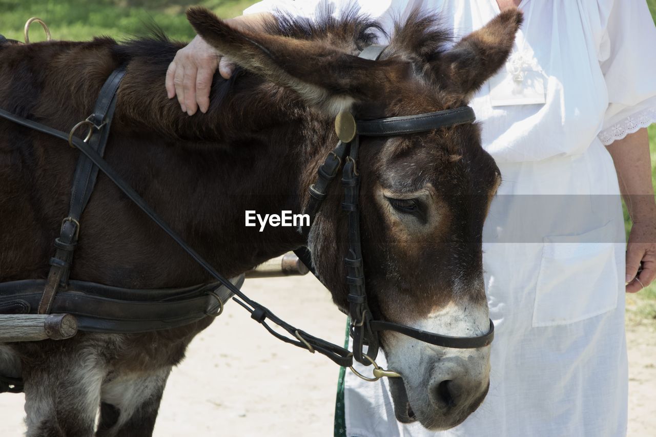 Portrait of a standing donkey