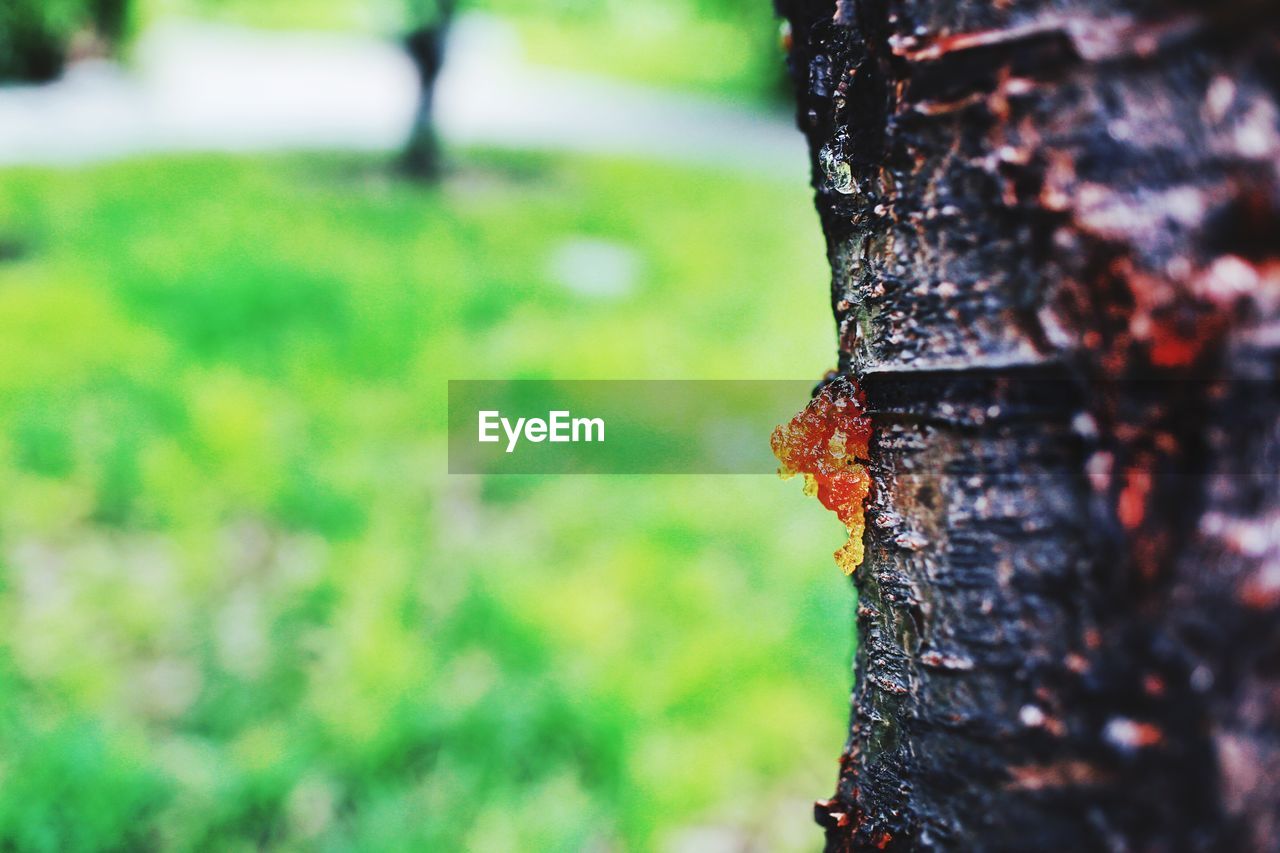 Close-up of raisin on tree trunk