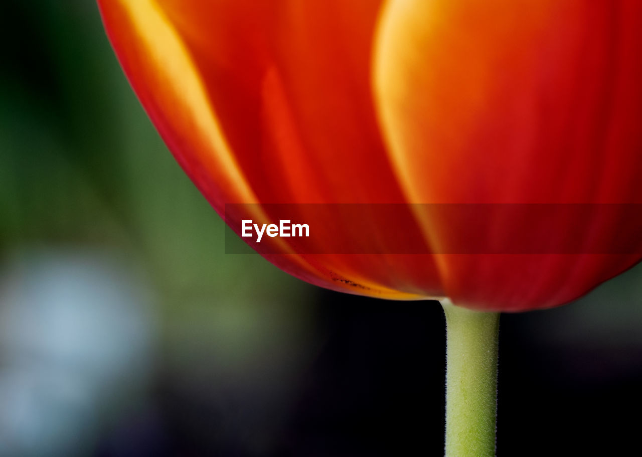 Close-up of red tulip